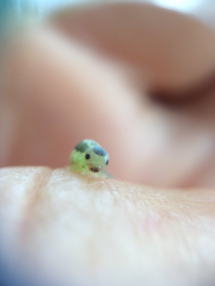 Macro photography can deepen your awareness of the natural world’s intricacies, mysteries and charms. This delightfully adorable caterpillar found its way onto my hand, where it became the subject of my photographic interest. Its cheerful demeanor reminded me of a cartoon character. The Delaware Highlands Conservancy’s Summer 2020 Contest includes a category for macro photography and a new youth category for photographers under 18 years of age. Learn more at www.delawarehighlands.org/photo-contest.